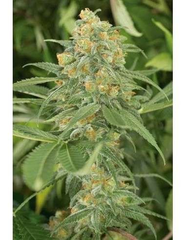 HUMBOLDT SEED - Green Crack - 1