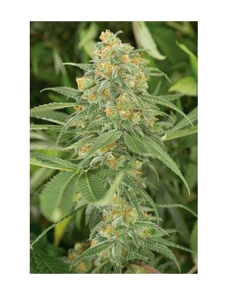 HUMBOLDT SEED - Green Crack - 1