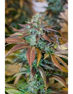 HUMBOLDT SEED - Lemon Kush Headband - 1