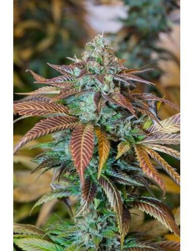 HUMBOLDT SEED - Lemon Kush Headband - 1