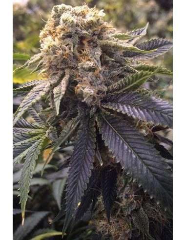 HUMBOLDT SEED - Lost Coast Hashplant - 1