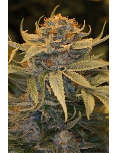 HUMBOLDT SEED - Lost Coast OG - 1
