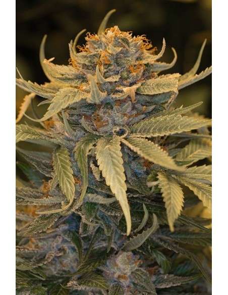 HUMBOLDT SEED - Lost Coast OG - 1