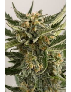 HUMBOLDT SEED - Lost Coast Skunk Auto - 1