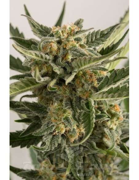 HUMBOLDT SEED - Lost Coast Skunk Auto - 1