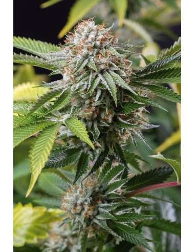 HUMBOLDT SEED - Mango Sapphire - 1