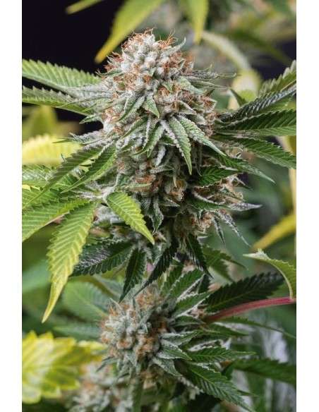 HUMBOLDT SEED - Mango Sapphire - 1