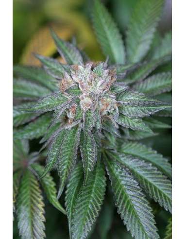 HUMBOLDT SEED - Master Kush - 1