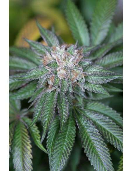 HUMBOLDT SEED - Master Kush - 1