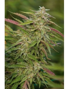 HUMBOLDT SEED - Purple Trainwreck - 1