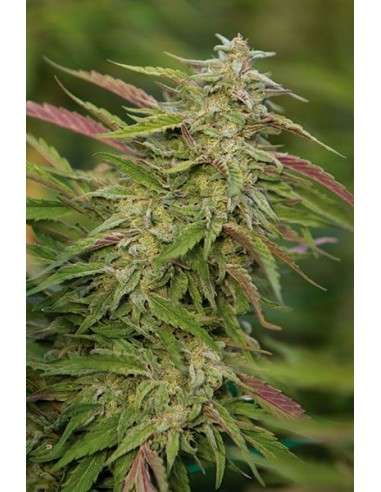 HUMBOLDT SEED - Purple Trainwreck - 1