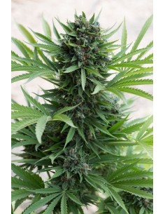 HUMBOLDT SEED - Sour Diesel Auto - 1