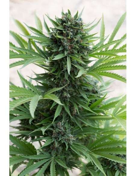 HUMBOLDT SEED - Sour Diesel Auto - 1