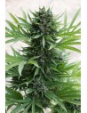 HUMBOLDT SEED - Sour Diesel Auto - 1
