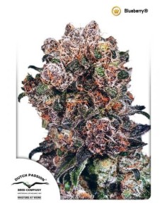 DUTCH PASSION - Blueberry - 2