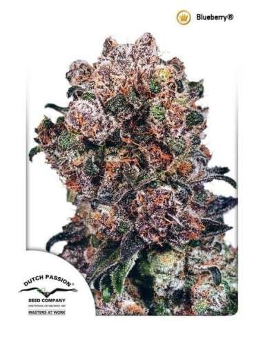 DUTCH PASSION - Blueberry - 2