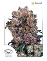 DUTCH PASSION - Blueberry - 2