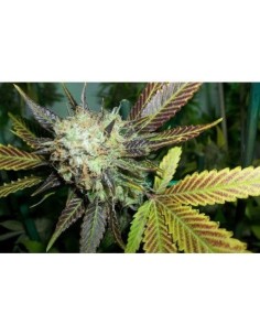 PARADISE SEEDS - Lucid Bolt - 1