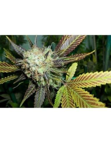 PARADISE SEEDS - Lucid Bolt - 1