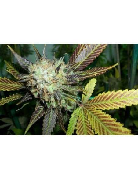 PARADISE SEEDS - Lucid Bolt - 1