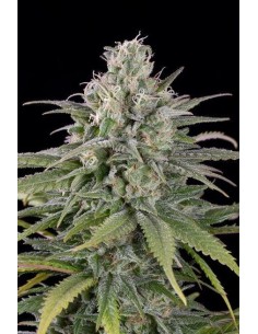 HUMBOLDT SEED - US Cheese Auto - 1