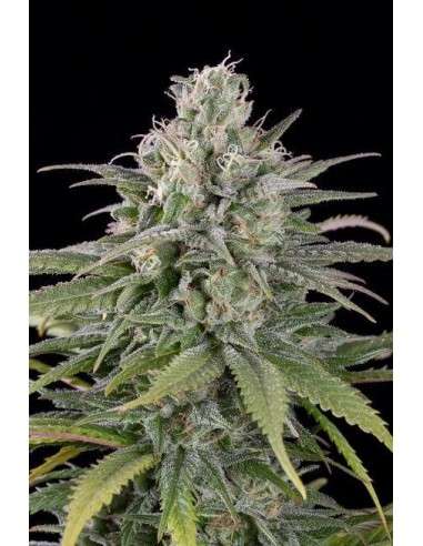 HUMBOLDT SEED - US Cheese Auto - 1