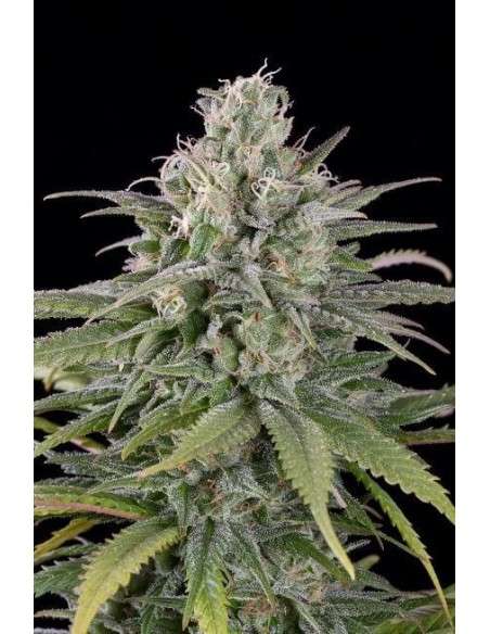 HUMBOLDT SEED - US Cheese Auto - 1
