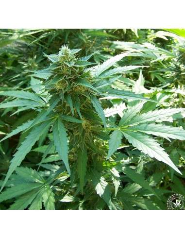 Critical 2.0 + Auto - 1