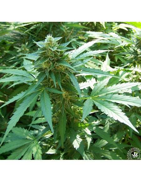 Critical 2.0 + Auto - 1