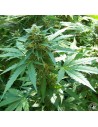 Critical 2.0 + Auto - 1