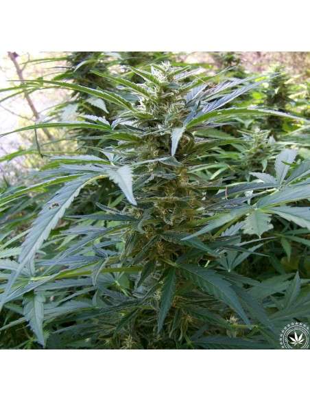 Critical 2.0 + Auto - 2