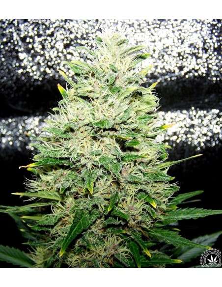 Critical 2.0 + Auto - 3