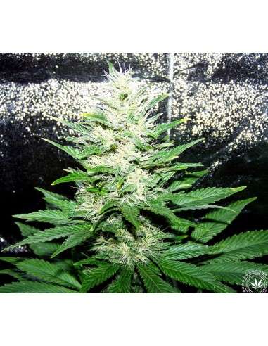 Critical 2.0 + Auto - 4