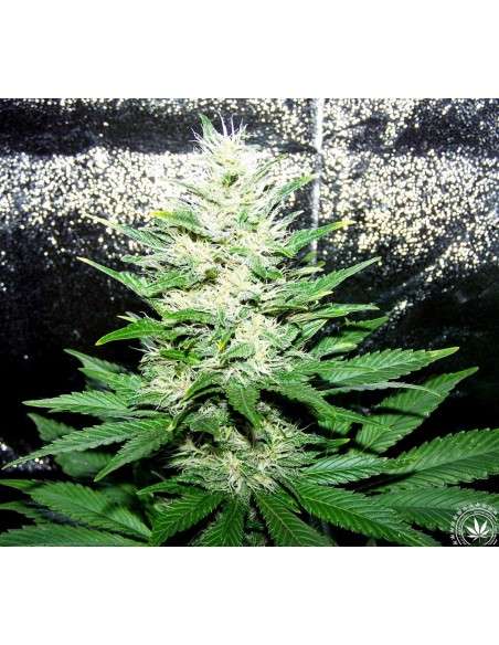 Critical 2.0 + Auto - 4