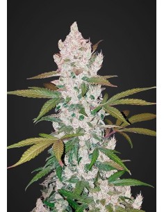 FASTBUDS - Girl Scout Cookies Auto - 1