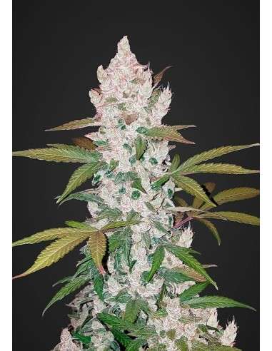 FASTBUDS - Girl Scout Cookies Auto - 1