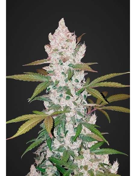 FASTBUDS - Girl Scout Cookies Auto - 1