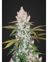 FASTBUDS - Girl Scout Cookies Auto - 1