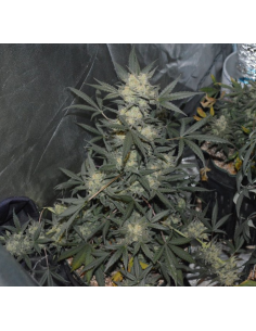 FASTBUDS - Girl Scout Cookies Auto - 1 2