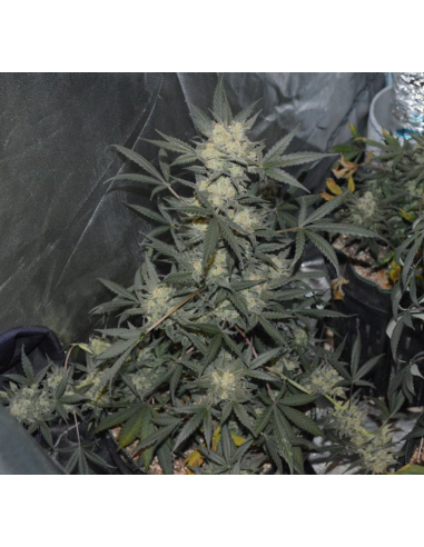 FASTBUDS - Girl Scout Cookies Auto - 2