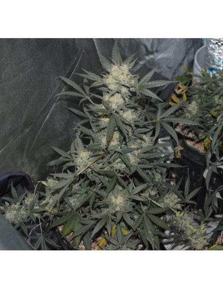 FASTBUDS - Girl Scout Cookies Auto - 2