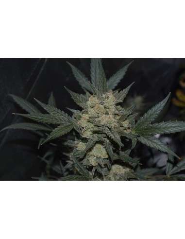 FASTBUDS - Girl Scout Cookies Auto - 3