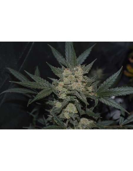 FASTBUDS - Girl Scout Cookies Auto - 3