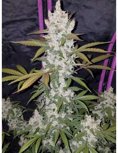 FASTBUDS - Girl Scout Cookies Auto - 4