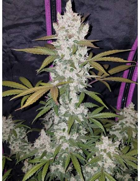 FASTBUDS - Girl Scout Cookies Auto - 4