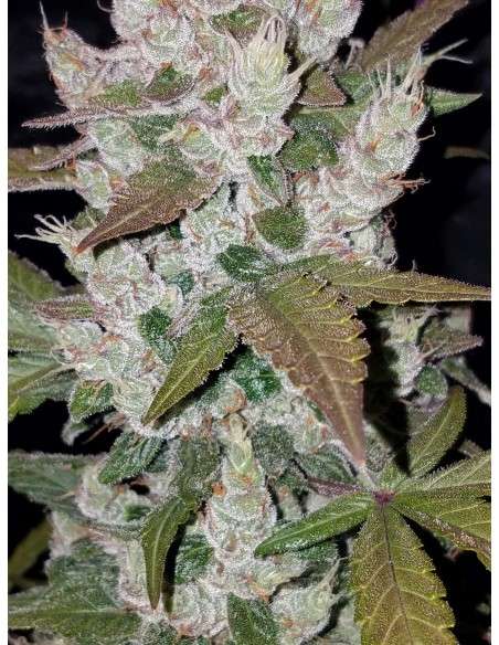 FASTBUDS - Girl Scout Cookies Auto - 5