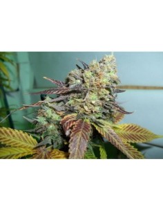 PARADISE SEEDS - Lucid Bolt - 1 2