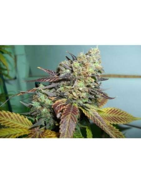 PARADISE SEEDS - Lucid Bolt - 2