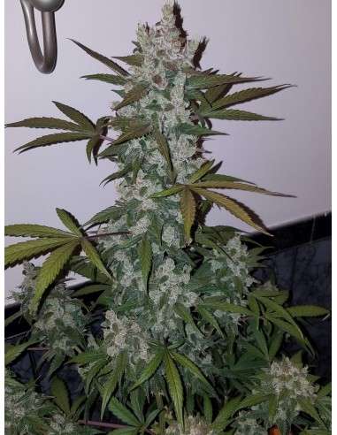 FASTBUDS - Girl Scout Cookies Auto - 6