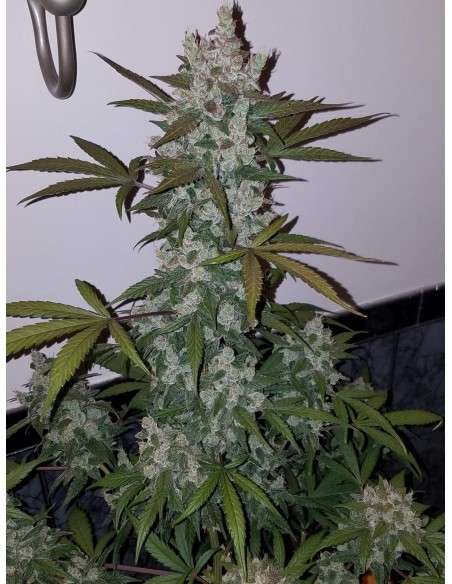 FASTBUDS - Girl Scout Cookies Auto - 6